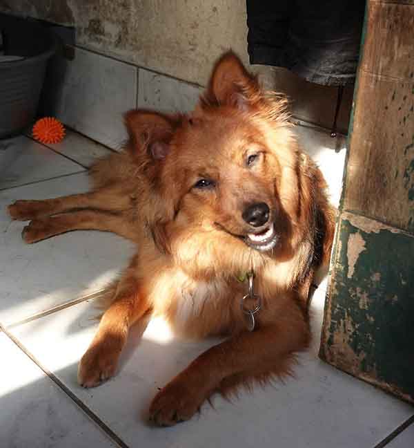 roxy spitz allemand chien mâle à l'adoption à adopter au refuge sos animaux 78 au Chesnay près de versailles